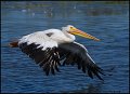 _0SB3532 american white pelican